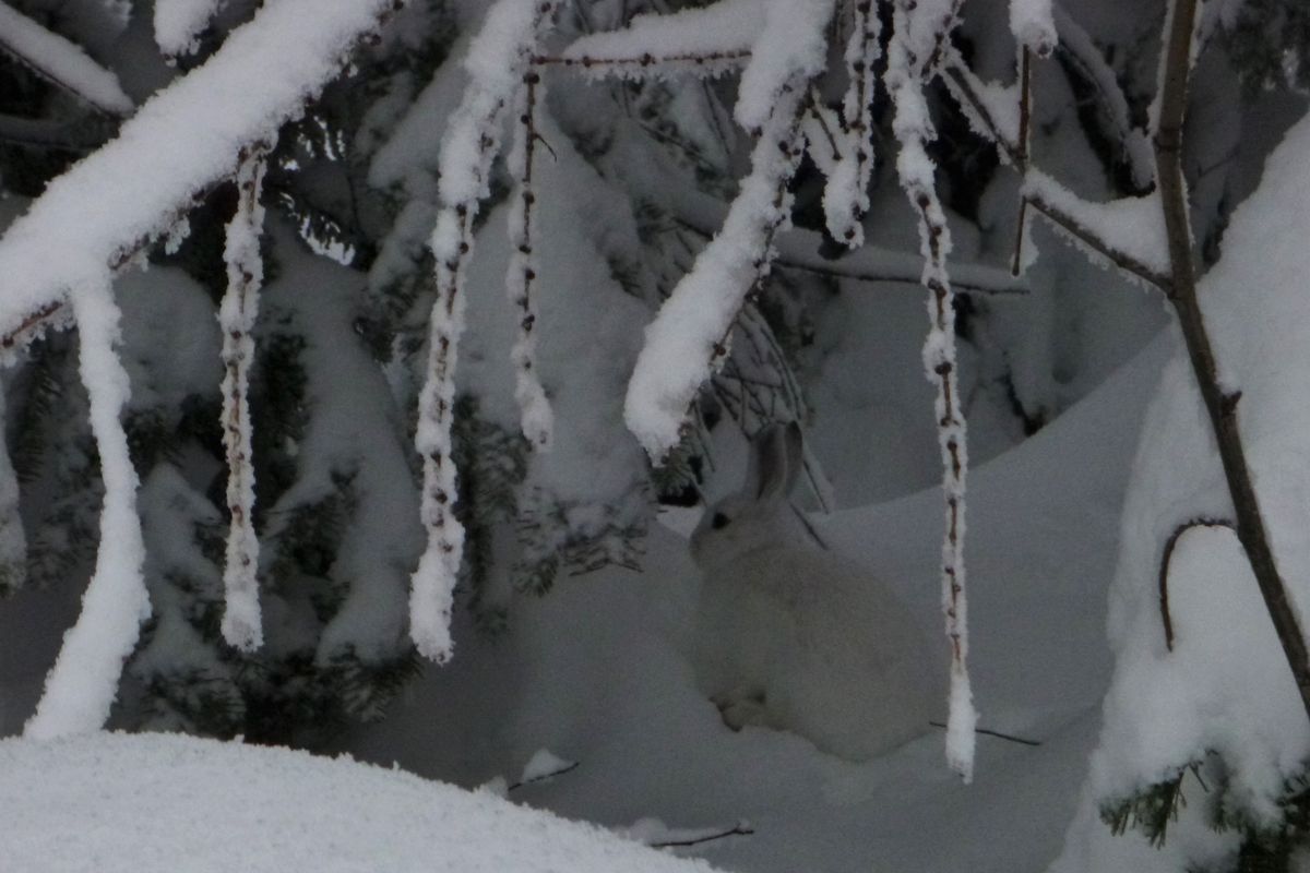 Snowshoe hare at Mount Spokane. (Rich Landers / The Spokesman-Review)