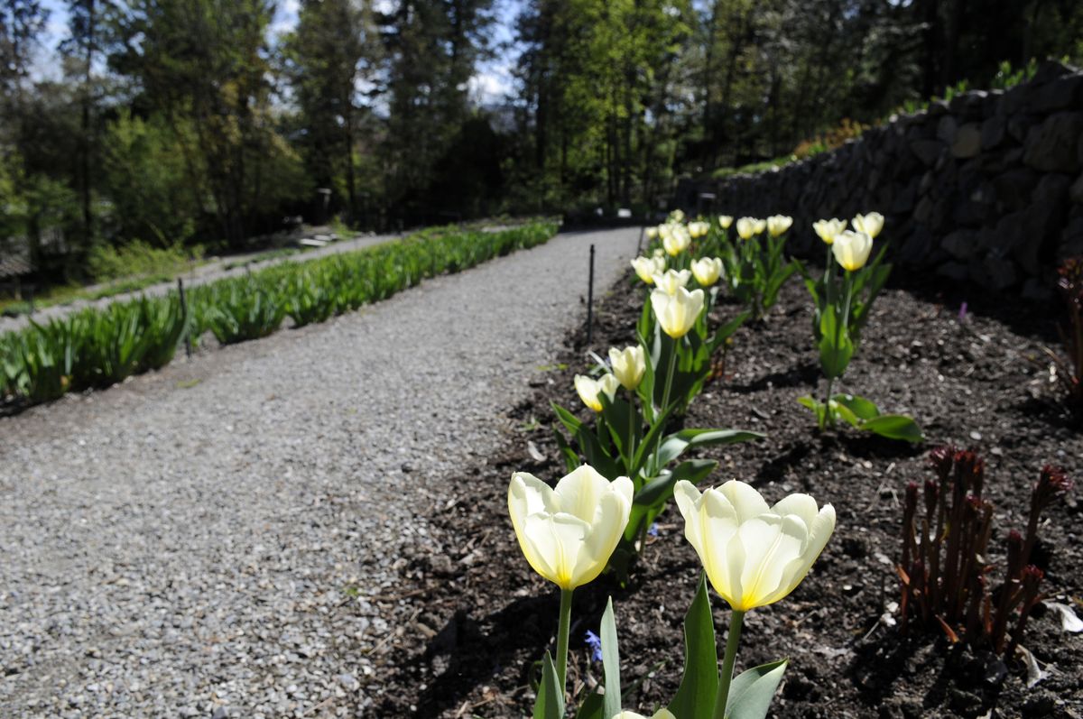 At the Moore-Turner Heritage Gardens, adjacent to the Corbin Art Center, tulips bloom last week in advance of Saturday’s  opening.  (Photos by Jesse Tinsley / The Spokesman-Review)