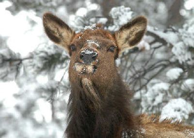 
Two-thirds of the Yakima-region elk herd – more than 9,000 animals – depend on winter range that agencies are trying to secure on the east slope of the Cascades. 
 (File Associated Press / The Spokesman-Review)