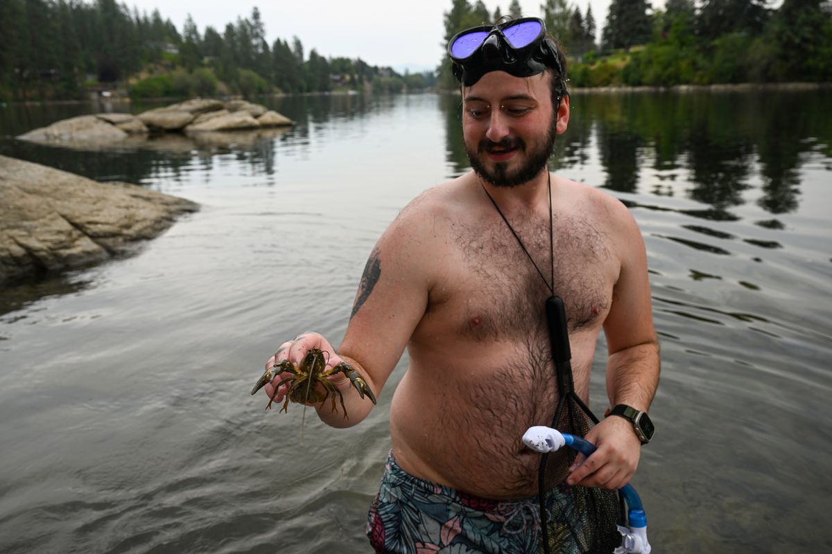 Scott Welch of Spokane comes up from snorkeling with a crawdad Wednesday near Boulder Beach on the Spokane River. Welch catches them using the fishing net around his neck and often boils them with potatoes, corn on the cob and Cajun spices he finds at Walmart.  (Jesse Tinsley/THE SPOKESMAN-REVIEW)
