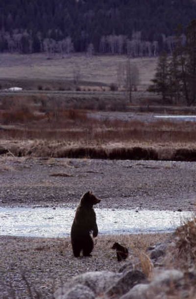 A grizzly bear sow and her cubs scratch around on a sandbar in the middle of the Lamar River in Yellowstone National Park.
(The Spokesman-Review)