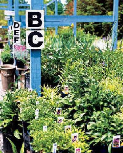 
The nursery or garden center is filled with possibilities for beautifying your yard. 
 (Real Simple Magazine / The Spokesman-Review)