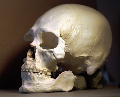 This July 24, 1997, file photo shows a plastic casting of the skull from the bones known as Kennewick Man in Richland, Wash. (Elaine Thompson / AP)
