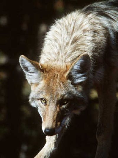 Don't run from a coyote, experts say. Remember your place on the food chain, and shout or chase the animal.
 (Rich Landers / The Spokesman-Review)