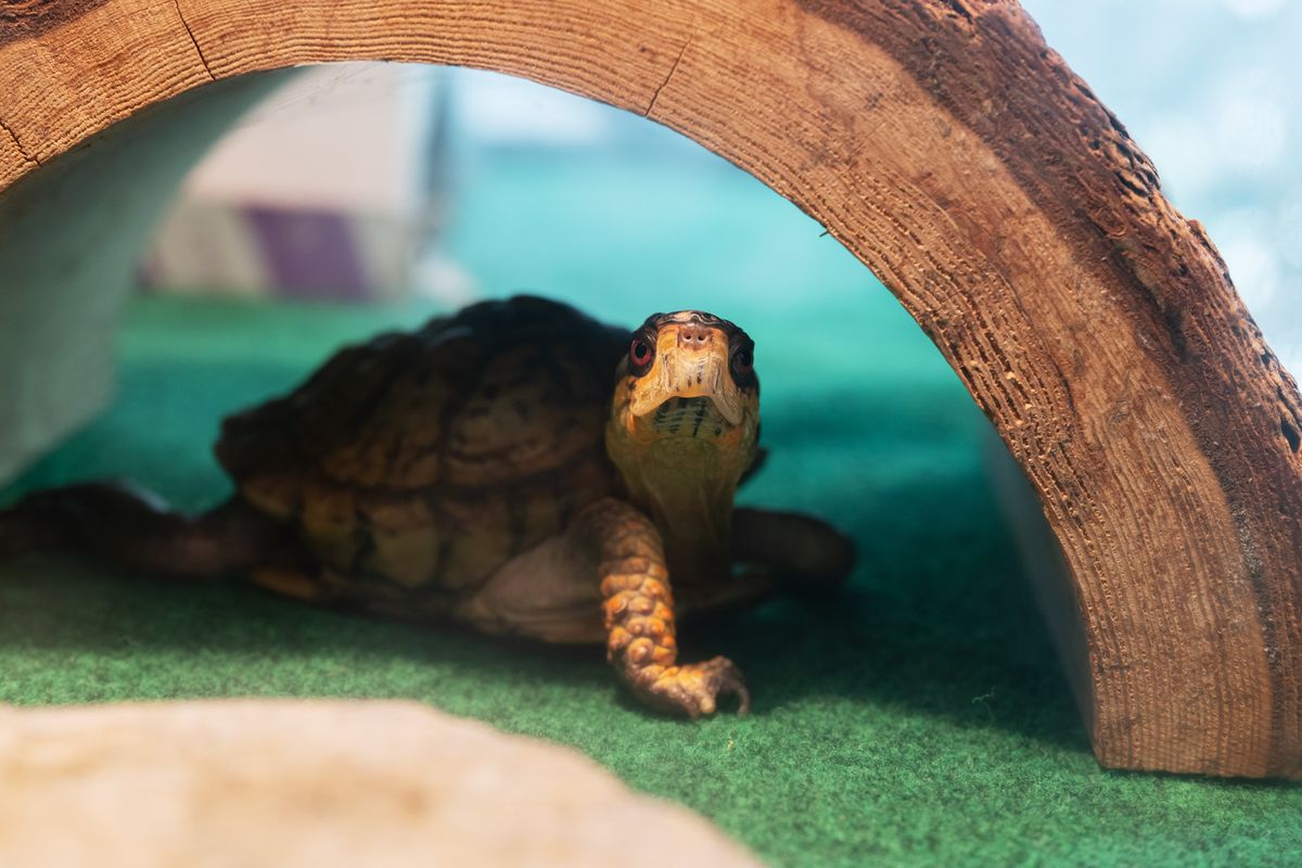 Pokey, Rock Creek Park’s eastern box turtle, celebrates his 30th birthday at the Rock Creek Park Nature Center on Aug. 9, in Washington D.C. (Craig Hudson/For the Washington Post)