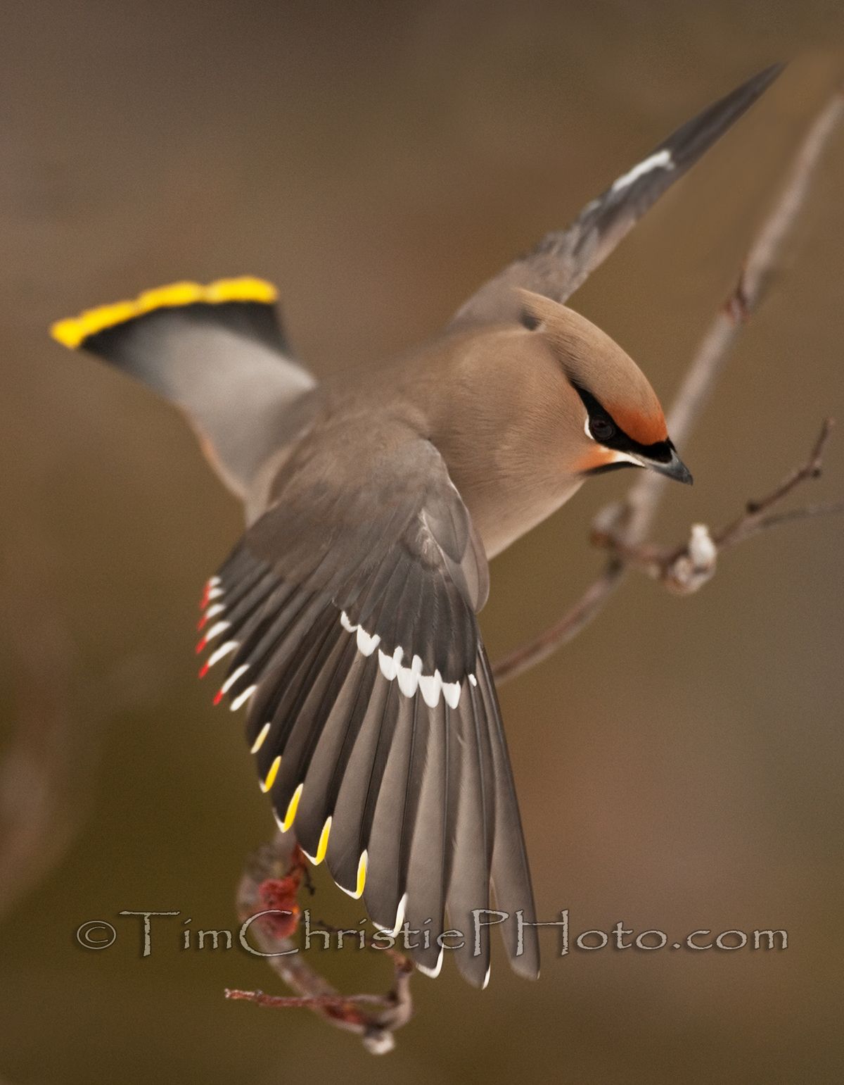Bohemian waxwing in flight, photo by Tim Christie, professional wildlife photographer from Coeur d