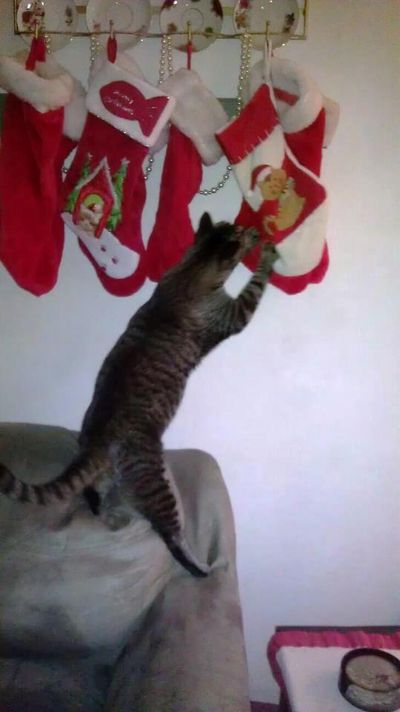 Thor and the stocking grab