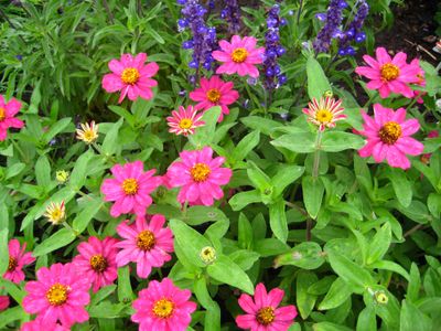 The Profusion series of zinnias – Profusion Cherry is shown here – provide welcome color in the garden when most flowering plants have already finished blooming. Special to  (SUSAN MULVIHILL Special to / The Spokesman-Review)