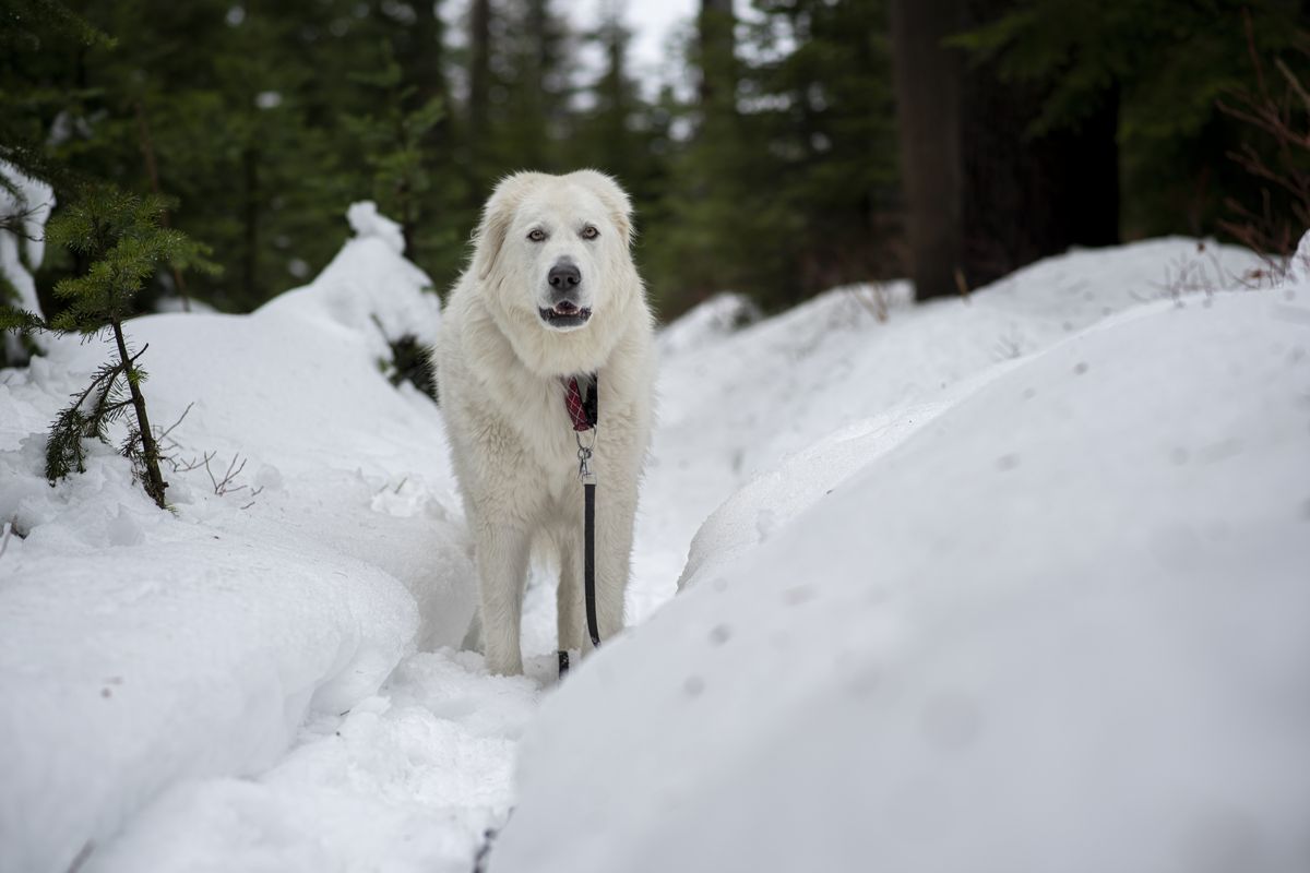 Winter hiking outlet with dogs