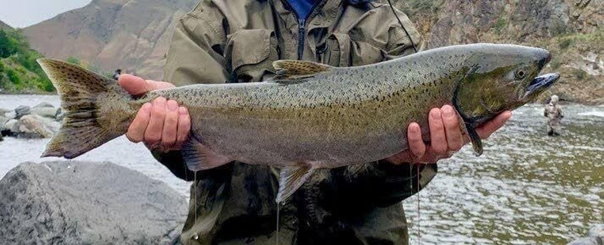A chinook salmon caught on the Clearwater River.  (Courtesy of Idaho Fish and Game)