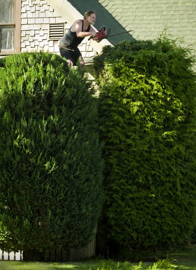 Just a trim: From his roof, Rick Letson trims evergreens in his front yard on West Boone Avenue in West Central Spokane on Friday. “If they get much bigger I won’t be able to trim them,” said Letson. (Colin Mulvany)