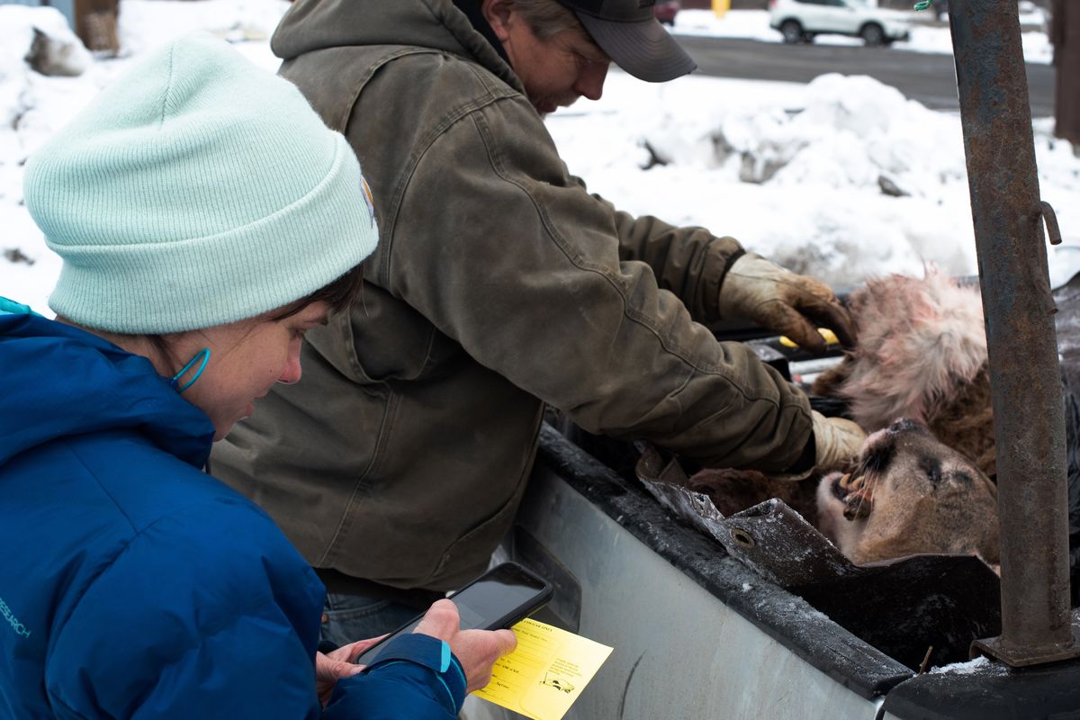 Annemarie Prince, left, a biologist with the Washington Department of Fish and Wildlife, collects information about a dead cougar in Stevens County on Jan. 23.  (Eli Francovich/The Spokesman-Review)