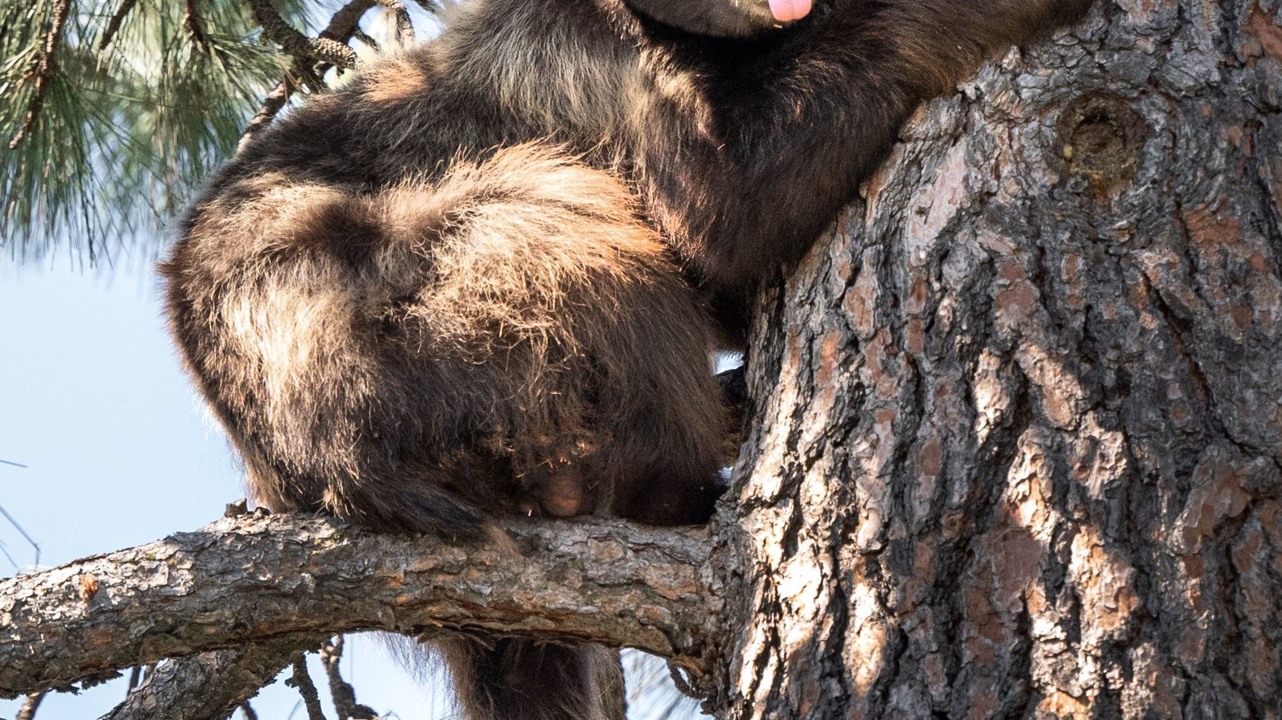 Washington Game Commission Ends Spring Bear Hunting