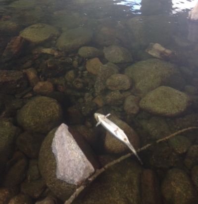 A dead German brown trout floats in the Spokane River near Harvard Road in July 2015. (Spokane Riverkeeper)