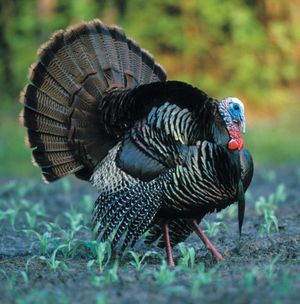 Turkeys can be seen just about anywhere, including the Inland Northwest.  (Metro)