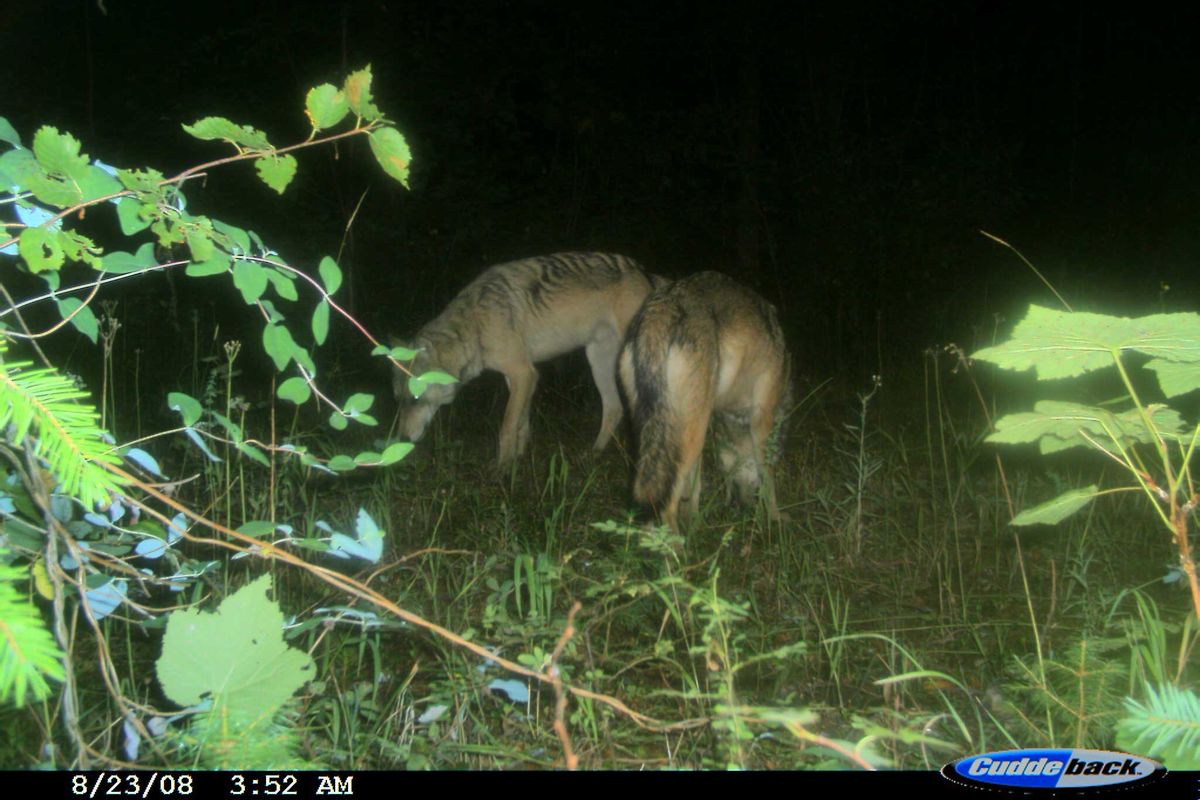 Motion-sensor cameras captured this image of wolves in Pend Oreille County in 2008. (Courtesy of Washington Department of Natural Resources)