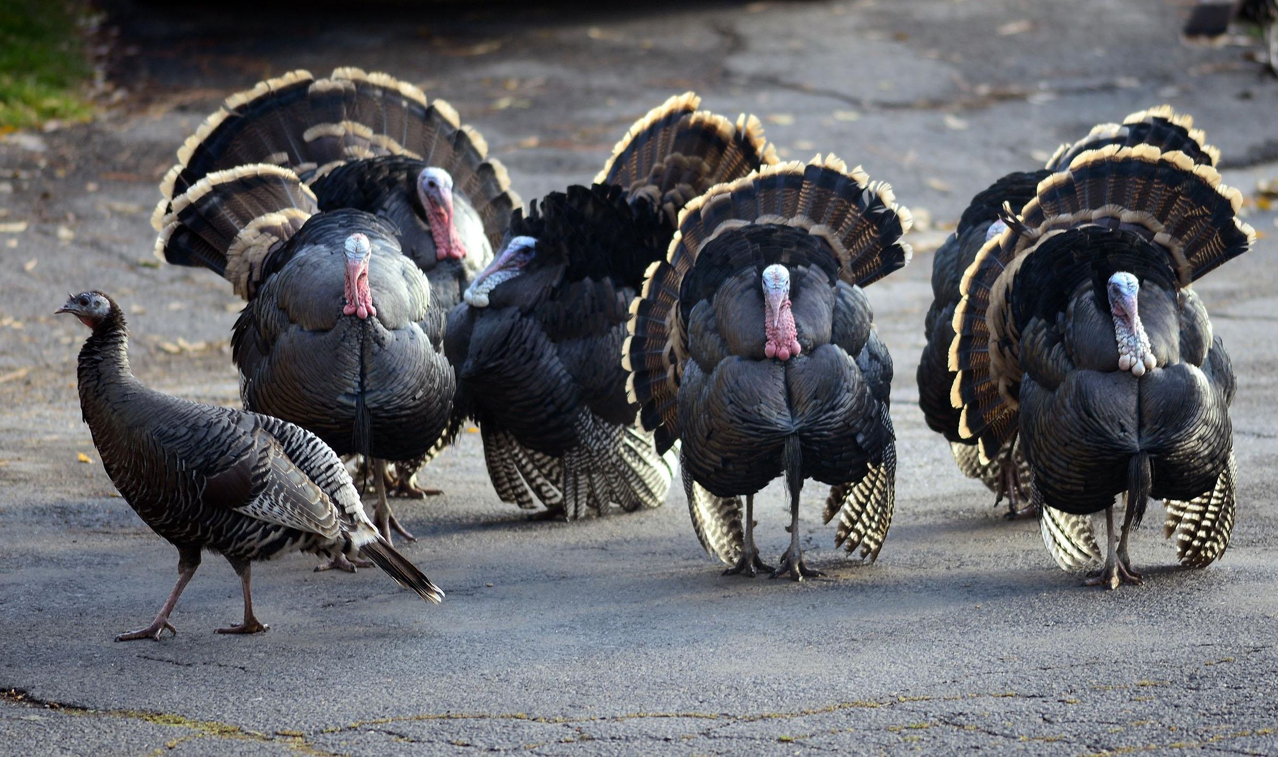 Inland Northwest S Thriving Turkey Population Is An Invasive Nuisance Or A Conservation Success Or Both The Spokesman Review