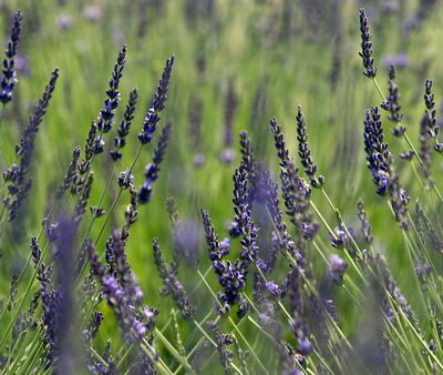 Lavender festivals will be held Monday through Wednesday from 10 a.m.-3 p.m. at 1006 N. Summit Blvd. (File)