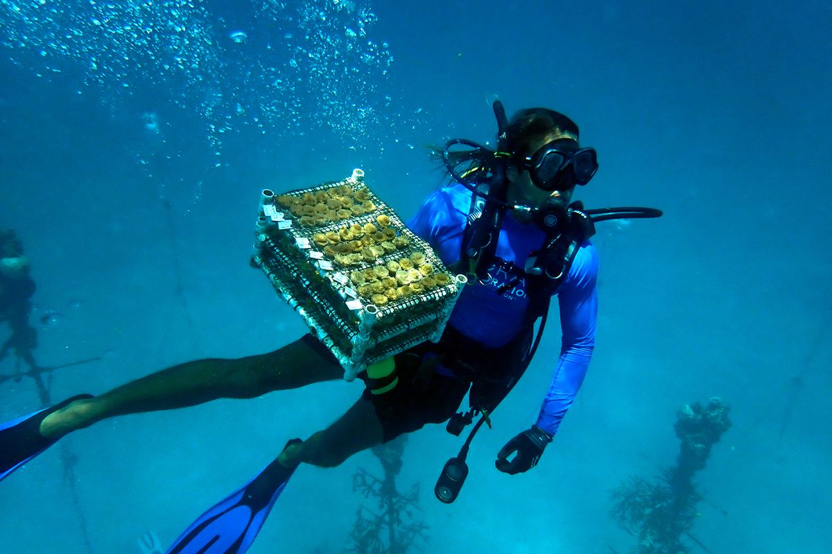 Javier Solar, a member of the Coral Restoration Foundation team, brings up threatened coral transplants from the Florida Keys, where high water temperatures are damaging the fragile lifeforms. (Carolyn Cole/Los Angeles Times/TNS)