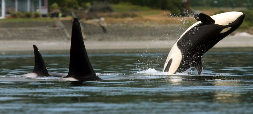 In this file photo taken July 18, 2013, an orca whale breaches as the pod swims through Liberty Bay in Poulsbo, Wash. A satellite tag attached to an endangered killer whale named Onyx is yielding some new discoveries about the orca's movements in recent days. (Associated Press)