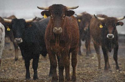 That's one cheap cow.
(The Spokesman-Review)
