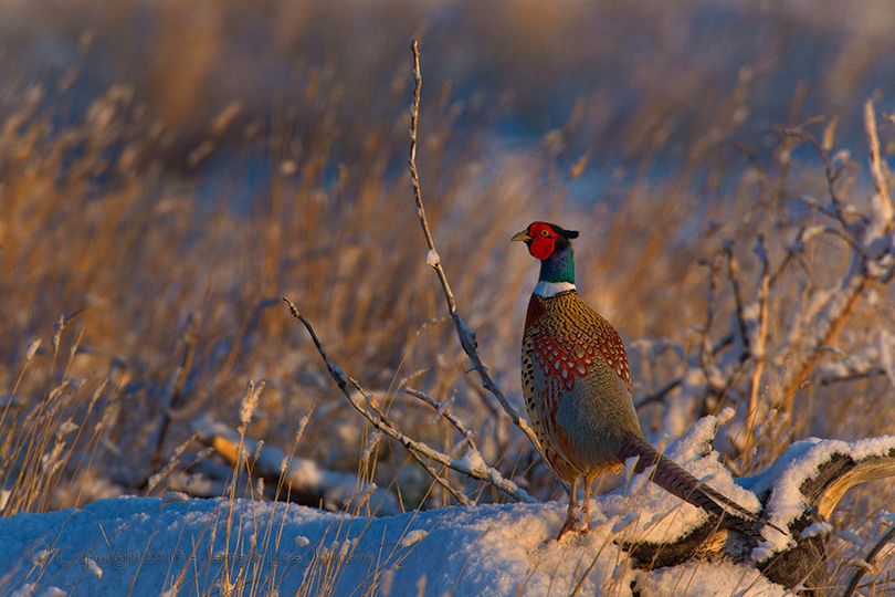  A rooster pheasant in full mating plumage in April. (Jaime Johnson)