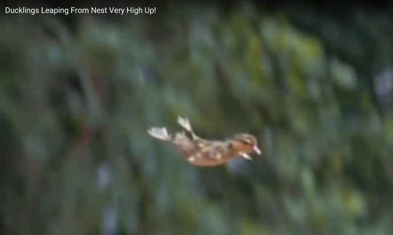 Wood duck chick leaping from its nest high above the ground.