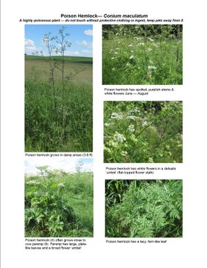 Poison hemlock (Conium maculatum) has white flowers in a delicate umbel (flat-toped flower stalk) and lacy fern-like leaves. (WSU Extension)