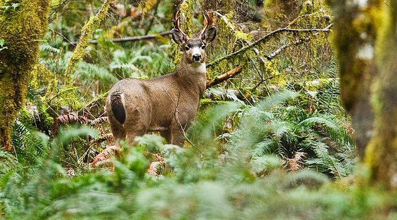 A blacktail buck hangs out in a Lewis County alder thicket. (Antony Sirgedas)