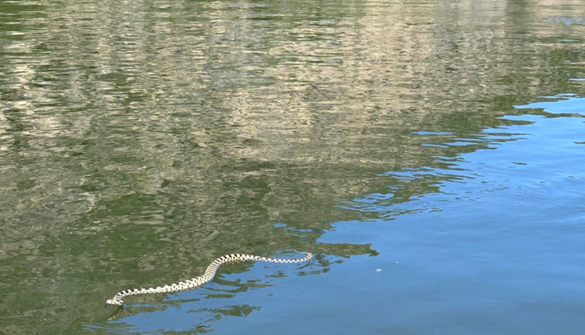 A large gopher snake swimming in Boise County’s Robie Creek on June 1. Most, if not all, snakes have the ability to swim, with some doing it quite well. (Boise County Sheriff