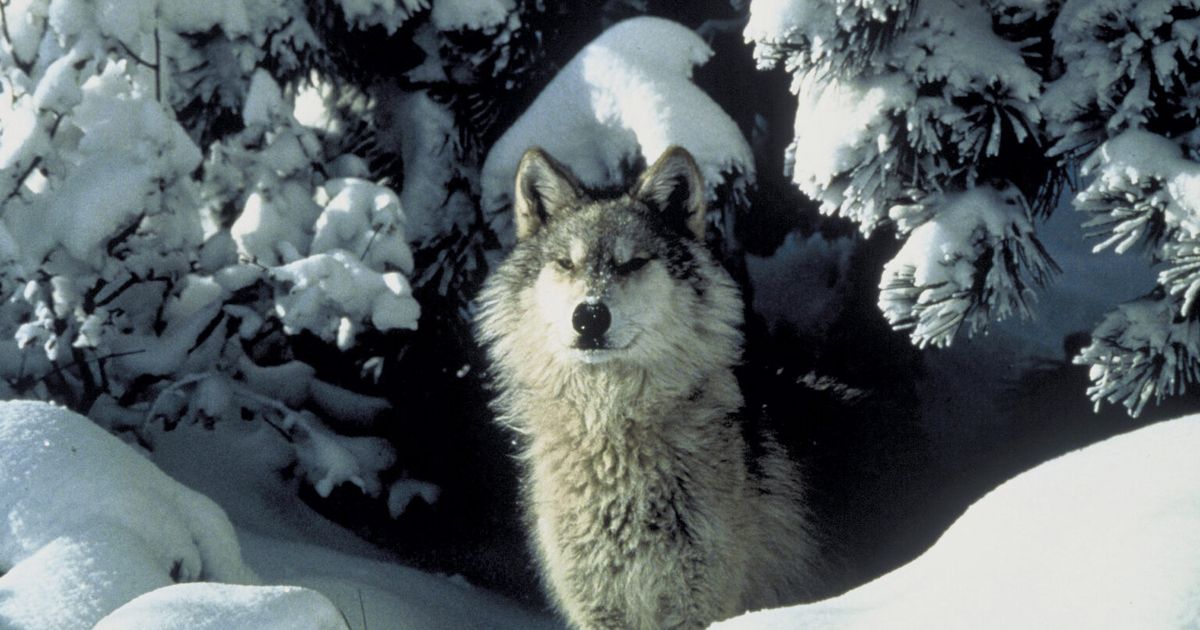 Idaho kills 3 wolves in Panhandle region
