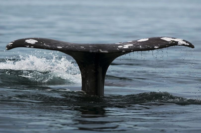 Gray whales can be seen breeching and spouting off the coast of Oregon and Washington. (Associated Press)