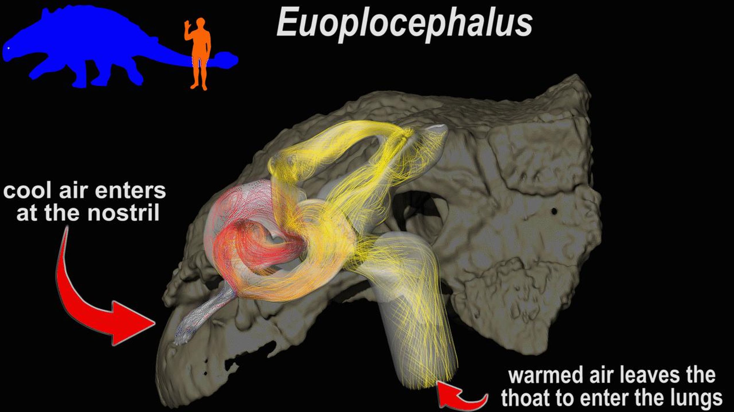 dinosaur with head bump