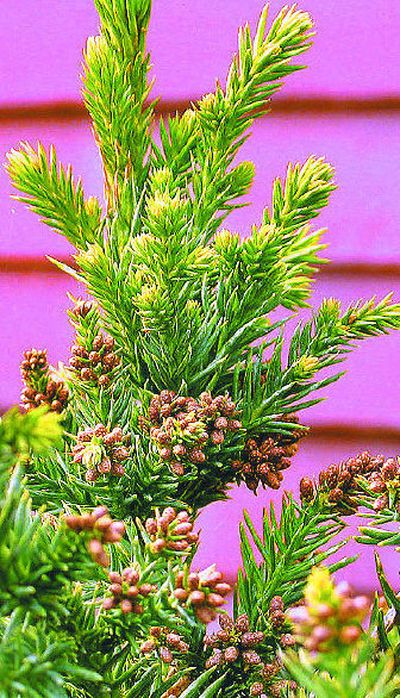 
Cryptomeria japonica 'Black Dragon' is a reliably hardy dwarf cultivar of an evergreen that is otherwise difficult to grow in the Inland Northwest. 
 (Mike  Prager / The Spokesman-Review)