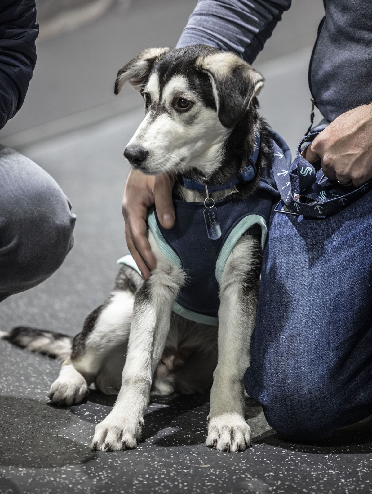 Kraken team dog Davy Jones is held by owner Chris Scarbrough on Tuesday. Davy Jones is a 4-month-old husky mix.  (Steve Ringman/The Seattle Times)