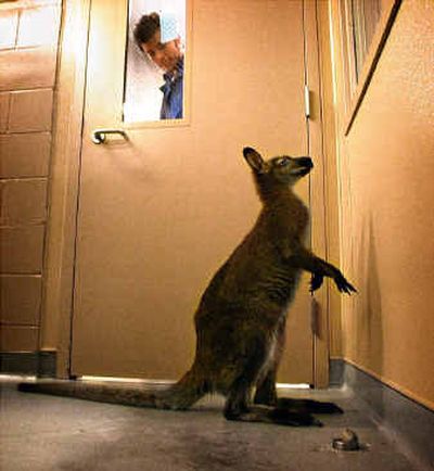 
A male wallaby peers out a window of a segregated kennel at the Tacoma Pierce County Humane Society in Tacoma on Wednesday after the animal was found on the Key Peninsula. Officials initially had no idea where the critter came from. 
 (Associated Press / The Spokesman-Review)