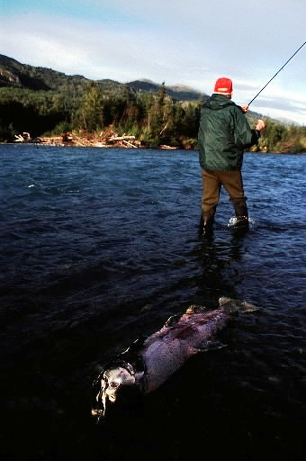 Woes continue for Kenai king salmon fishing | The Spokesman-Review