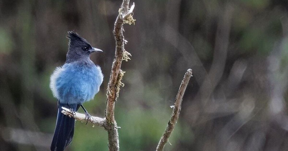 Cool Critters: Where's the party, Steller's jay?