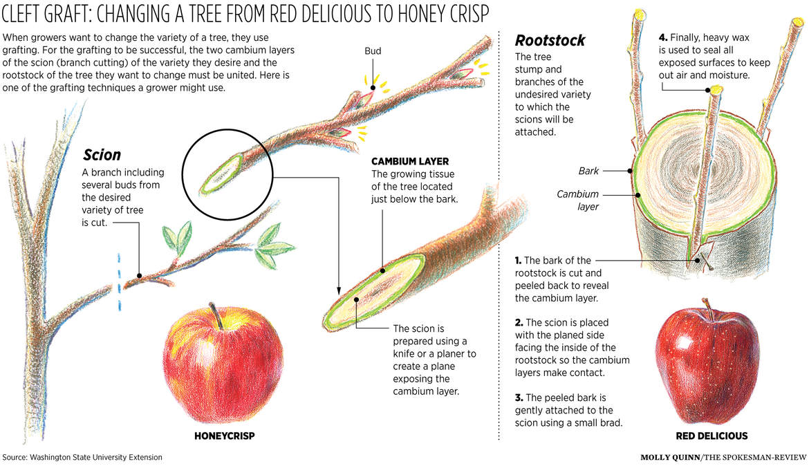 The farmers’ workaround Tree grafting The SpokesmanReview