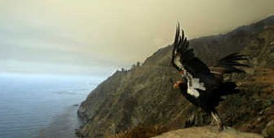 With haze from burning wildfires in the background, California condor 94 takes off near deserted Highway 1 in Big Sur, Calif. Associated Press
 (Associated Press / The Spokesman-Review)