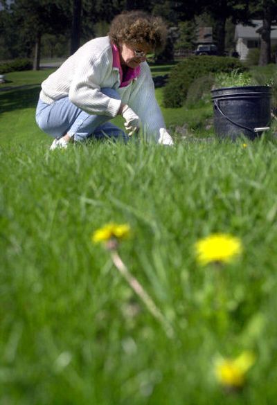 
Whether it's meditative, rewarding or just a taxing bore, weeding simply has to be done or there is no garden.
 (File Photo / The Spokesman-Review)