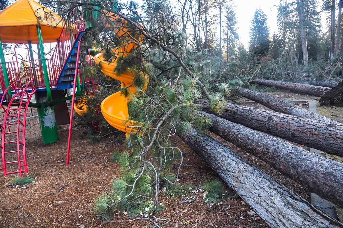 Fallen pine trees hit the Comstock Park playground after high winds roared through the area, Wednesday, Jan. 13, 2021, in Spokane.  (DAN PELLE/THE SPOKESMAN-REVIEW)