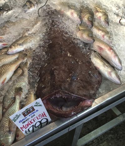 In this Sept. 9, 2016 photo, a Monkfish dwarfs other fish being are offered for sale at a market in Portland, Maine. (Patrick Whittle / Associated Press)