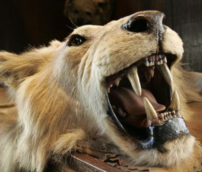 In this 2008 AP file photo, a lion's head and skin from an East African safari expedition donated to The Explorers Club sometime between 1908 and 1910 by former U.S. president, big game hunter, conservationist and adventurer Theodore Roosevelt, decorates a surface in the club's trophy room in New York. An international outcry has erupted since an American dentist killed a well-known lion named Cecil in Zimbabwe last month in an allegedly illegal hunt, and wildlife authorities on Sunday Aug. 2, 2015,  reported an illegal lion kill involving another American in the same area in April. (AP Photo/Kathy Willens-File)