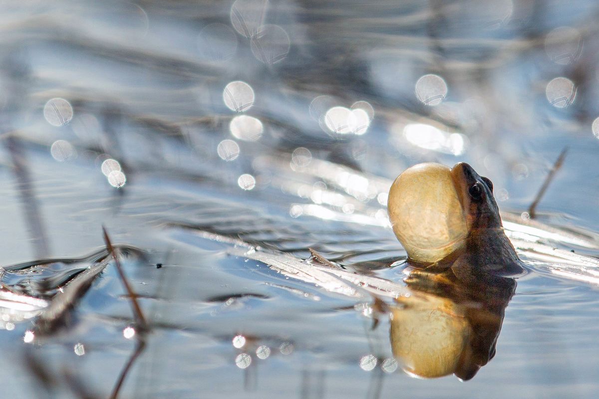 Boreal chorus frogs are one of the four species of amphibians native to Yellowstone National Park.  (NPS/Neal Herbert)