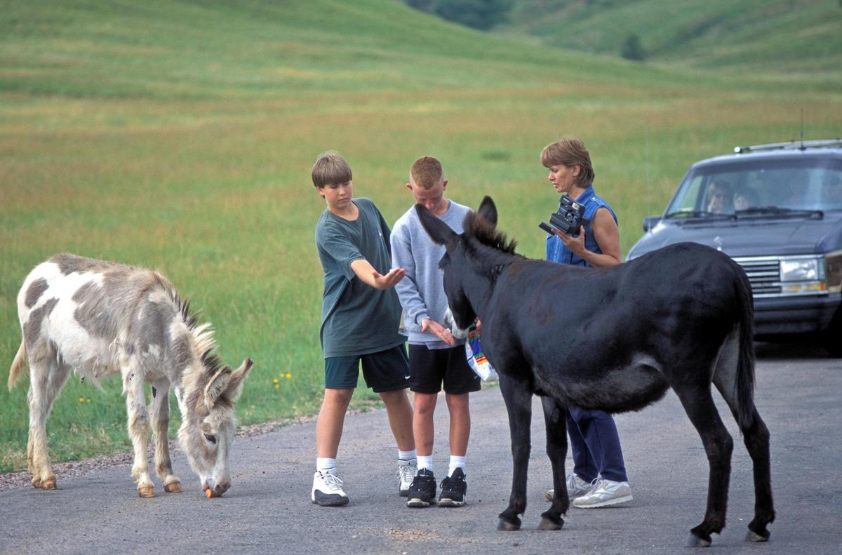 This photo, released by South Dakota Tourism, shows two boys feeding burros in Custer State Park, S.D. Associated Press photos (Associated Press photos / The Spokesman-Review)