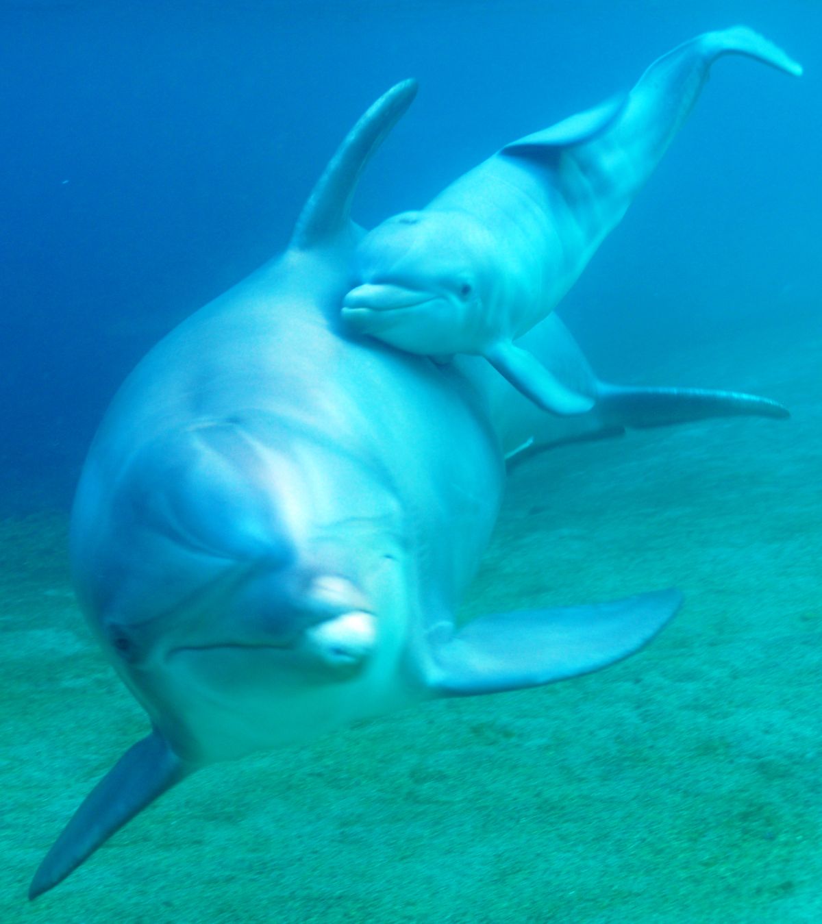 This undated photo provided courtesy of Dolphin Quest Hawaii shows Keo and her newborn calf. The 12-year-old dolphin at a Hawaii resort has given birth to a female calf that seems to instantly recognize her mother in a video of the birth posted online. Footage of last week