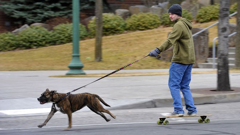 Reilly Smith, of Spokane, is taken for a ride, along Howard Street in front of the Spokane Arena, by his dog Chloe, Feb. 24, 2012.  Smith says he travels with the dog from Foothills Drive to Riverfront Park and then back home. Chloe still has energy after the long run.  