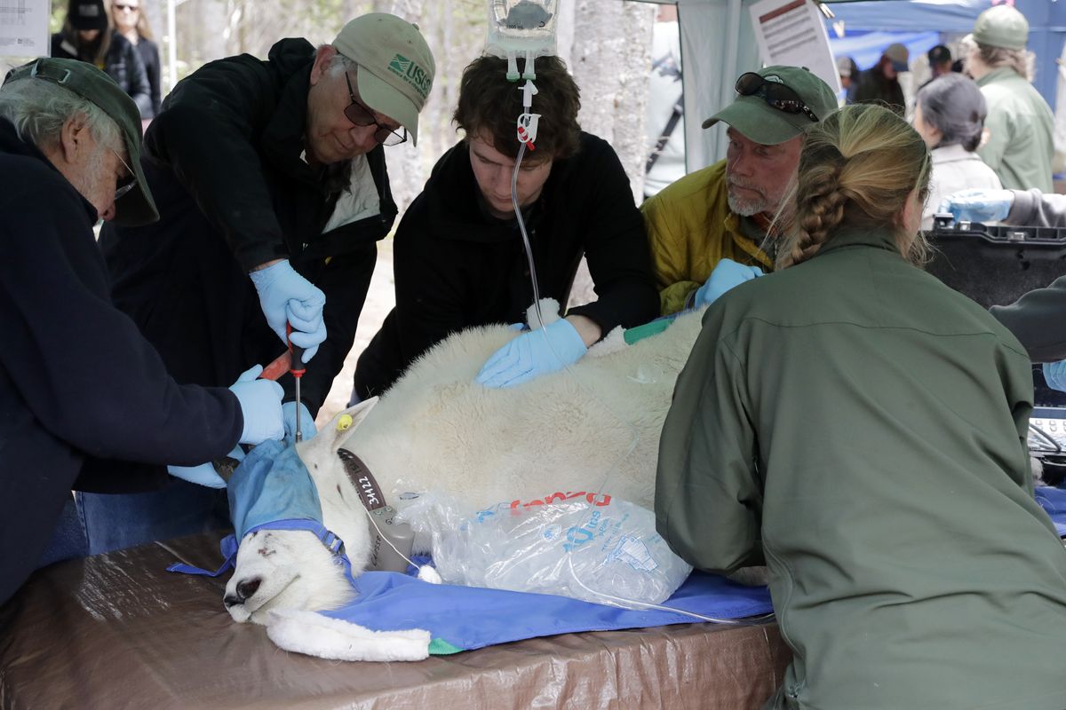 A billy mountain goat, blindfolded, hobbled and sedated, has a tracking collar put on him while also being examined by a team of veterinarians and assistants on July 9 after being captured and airlifted to Hurricane Ridge in the Olympic National Park, near Port Angeles, Wash.  (Elaine Thompson/AP)