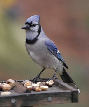 A blue jay is attracted by peanuts at a feeder in northwest Spokane. Up through the 1990s, blue jays were considered very rare east of the Rocky Mountains. But the birds have been expanding their range and settling into the Inland Northwest. Coeur d'Alene Auduboners have documented nesting jays in their area and even hybrids from interbreeding between blue jays and native Steller's jays. (Tom Munson)
